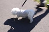Tatiana > walking