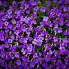 Spring : Nature elements, flora and fauna in Europe, Spring 2009