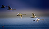 5 April 09

Flaying swans on Lake Constanze, Friedericshafen, Germany.

Yesterday I was so, so lucky... I've never thought to see and be able to capture
this kind of image!!!